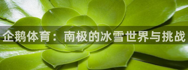 风速体育nba免费直播