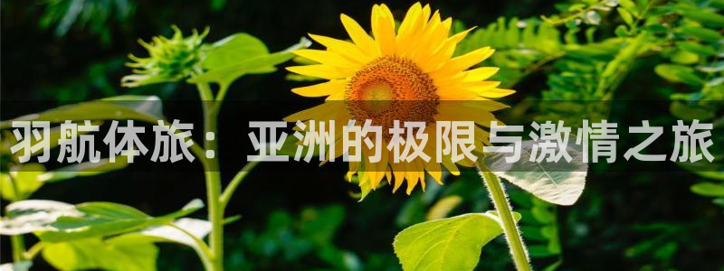 风速体育官网